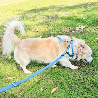 Leash wrap to stop pulling hotsell